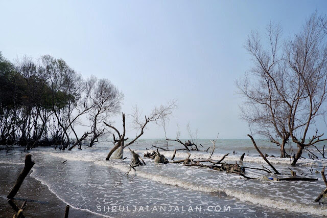 Sisi lain Pantai Muara Beting Muaragembong