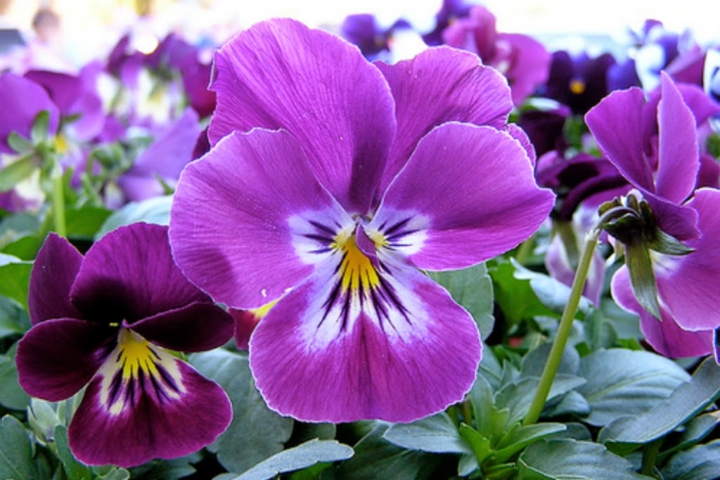10 Gambar Bunga Warna Purple  Ungu Violet Gambar Top 10