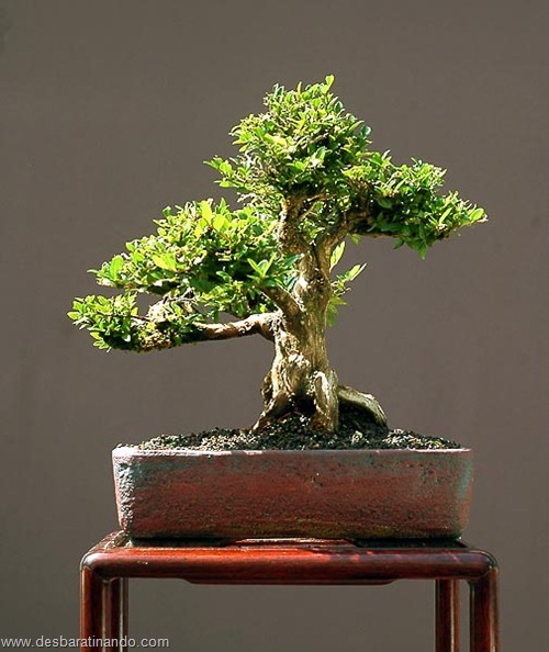 bonsais arvores em miniatura desbaratinando (9)