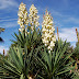 Plant Agave attenuata plant century kara texas stripes 1458 houston
humble gardens area