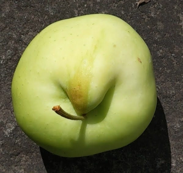 Pale yellow green apple viewed stem-end on. Apple has a large folded "nose" projecting up and into the stem well.