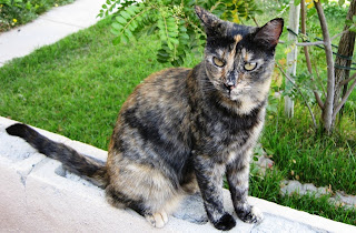 Multi-Colored Cat Black and Brown Sitting on Concrete Wall