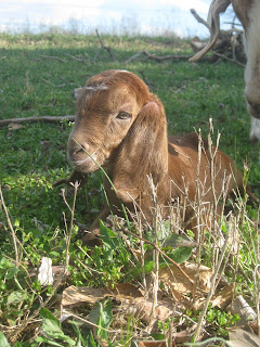 Baby Goats