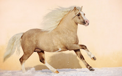 Fotografías de caballos I (hermosos equinos de pura sangre)