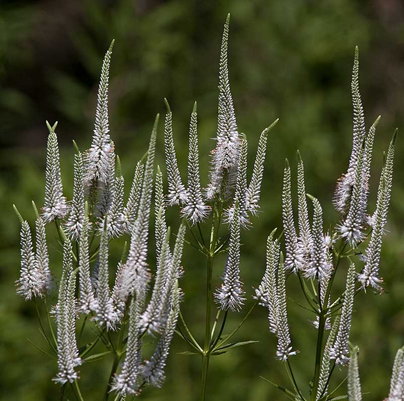 Culver's root (Veronicastrum vriginicum)