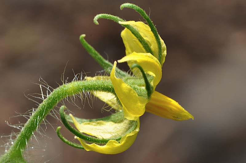 Tomato blossom