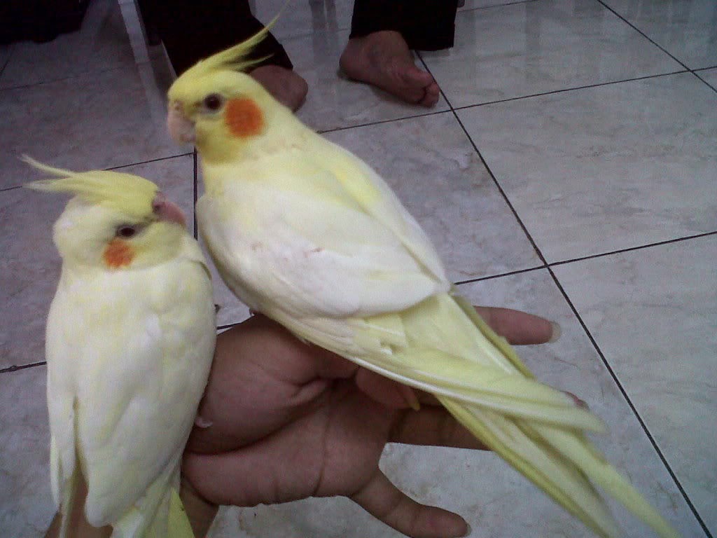  Gambar Bagian Kedua Mutasi Warna Cockatiel Klub Burung 