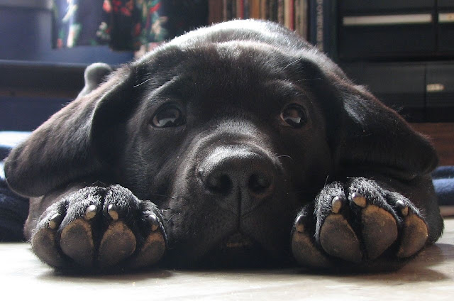 black Labrador puppy, labrador puppy, cute puppy