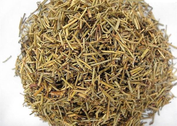 Ma Hoàng khô - Ephedra sinica; Ephedra equisetina; Ephedra intermedia - Nguyên liệu làm thuốc Chữa Cảm Sốt