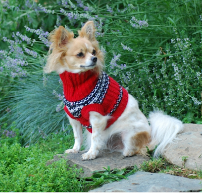 maltese long haired chihuahua mix. long haired chihuahua