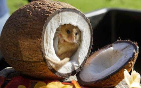 Funny animals of the week - 5 April 2014 (40 pics), tiny mouse inside coconut
