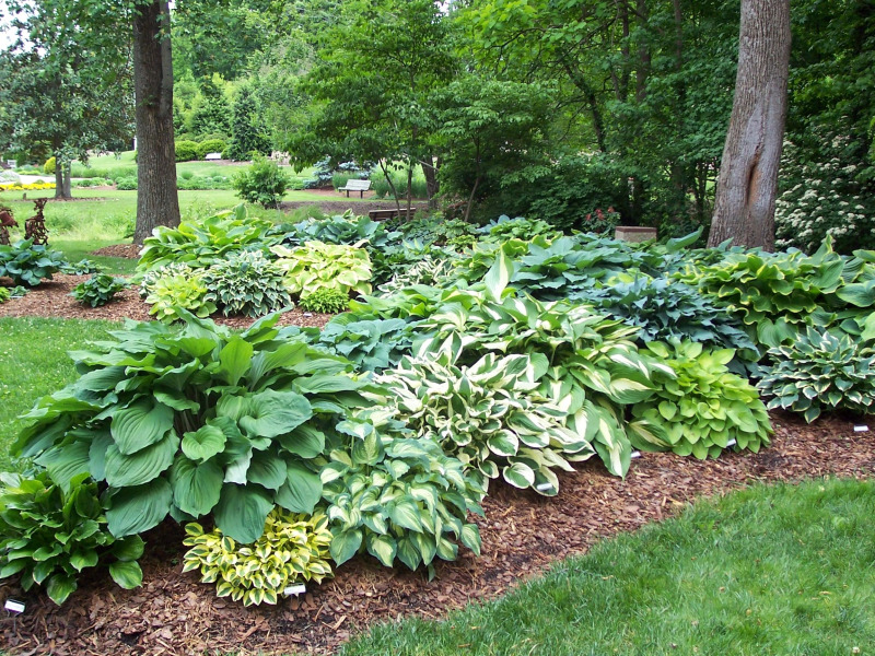 ... desire for moisture hostas are a favorite for gardeners when searching