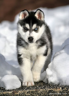 siberian husky