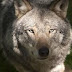 What you do not know about the wolf