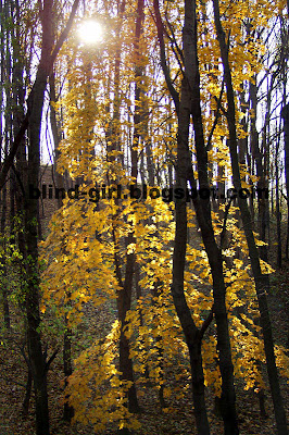 Fall trees