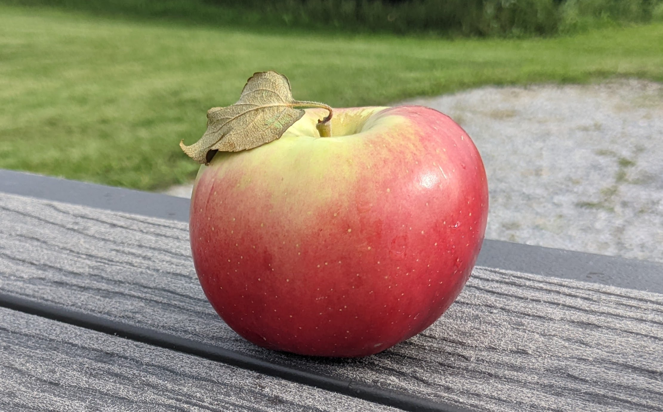 A lopsided yellow apple with an orange blush