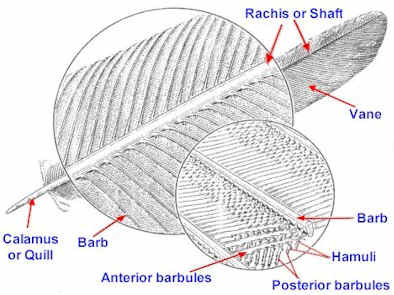 Macam Macam Derivat Spesifik dari Epidermis Literasi Biologi