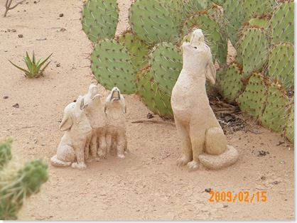 in the Sunscape cactus gardenin the Sunscape cactus garden
