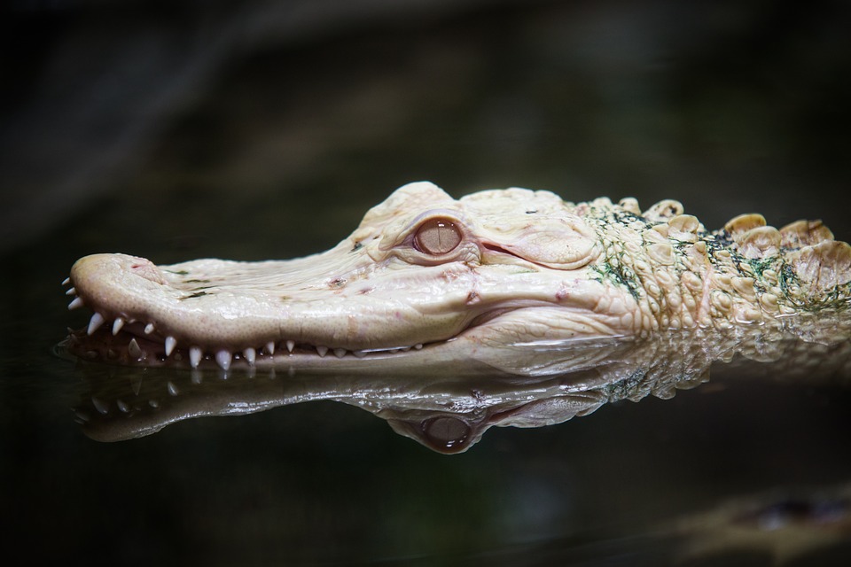  Buaya  Amfibi atau Reptil Ketahui Perbedaannya Banjir 