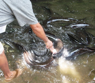 9 Cara Mudah Budidaya Ikan Gabus di Kolam Terpal dan Beton Menguntungkan