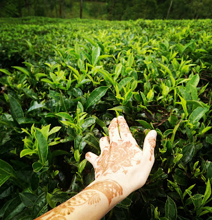 Touching the tea leaves in a tea plantation is Munnar, Kerala