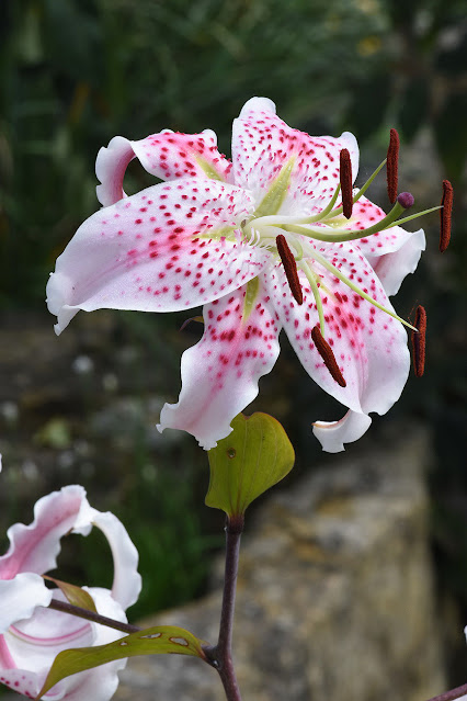 Лилия прекрасная (Lilium speciosum)