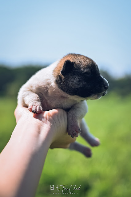 cute baby dog puppy with eyes closed and sleeping, shot with Nikon Z50 35mm