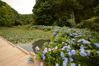 辰ノ口親水公園紫陽花園2020