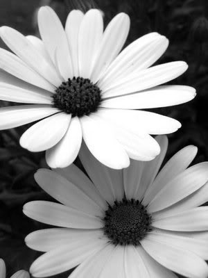 black and white flower tattoos. lack and white photography