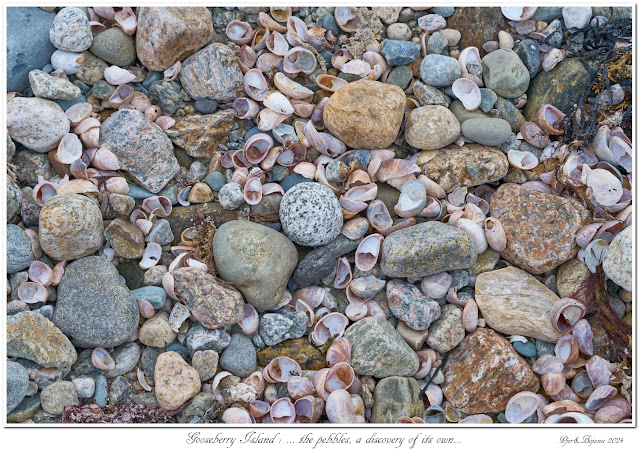 Gooseberry Island: ... the pebbles, a discovery of its own...