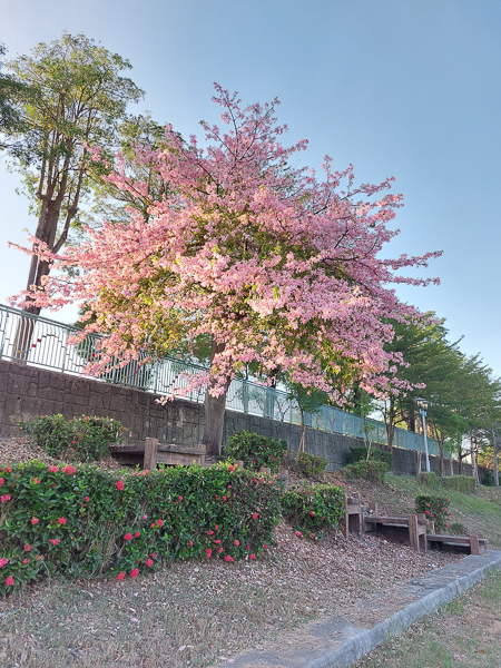 高雄楠梓益群橋後勁溪親水公園美人花開，後勁溪步道散步賞花