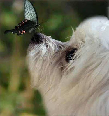 Butterfly + Dog!