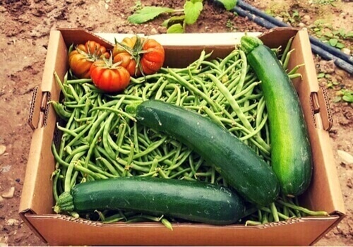 cajas para 5 kg de fturas y verduras