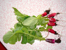 French radishes