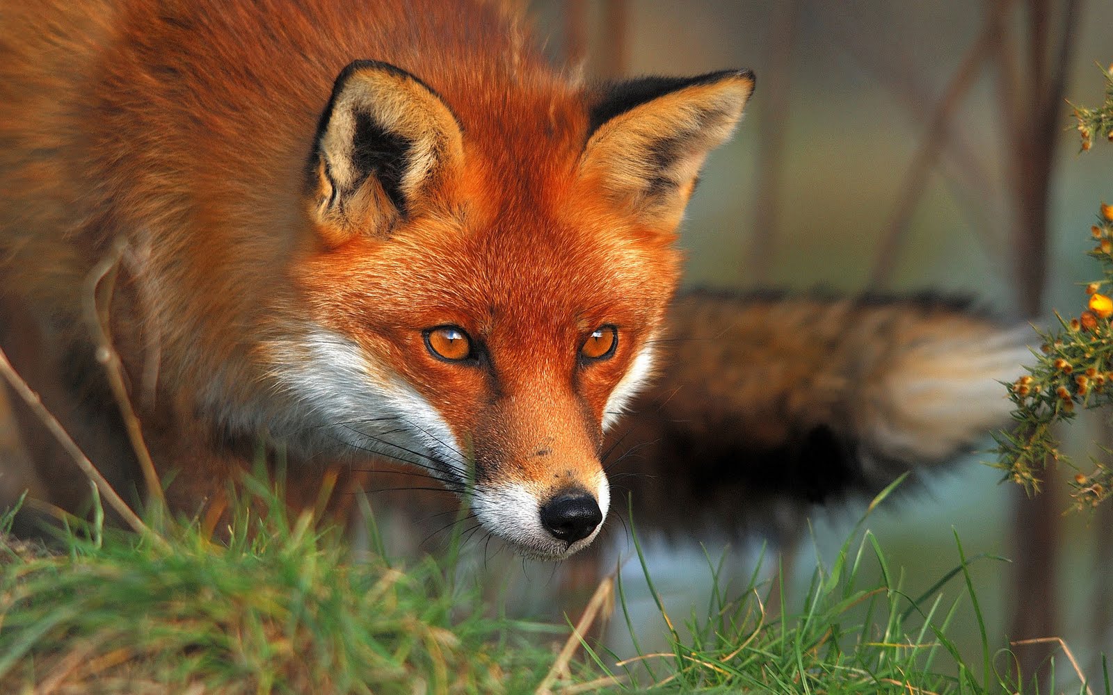 The Red Fox Animal Facts & New Pictures The Wildlife