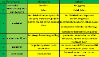 tabel perbedaan tumbuhan monokotil dan dikotil,beserta contohnya,secara anatomi,lengkap,pada batang,contoh tumbuhan monokotil dan dikotil,