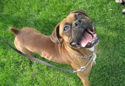 Boxer Dog Breed Fotos