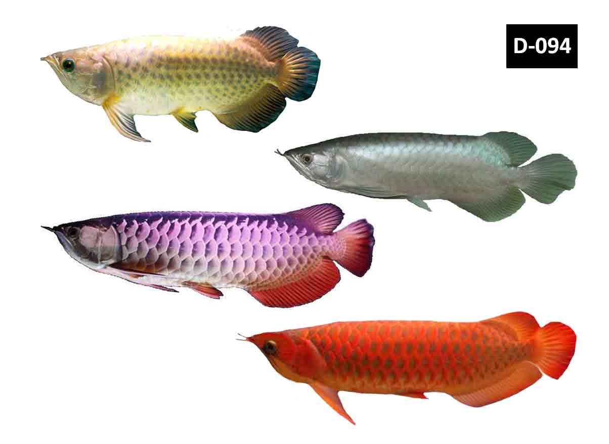 DRAGON FISH AROWANA Several species of arowana