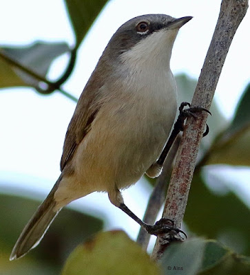 Lesser Whitethroat