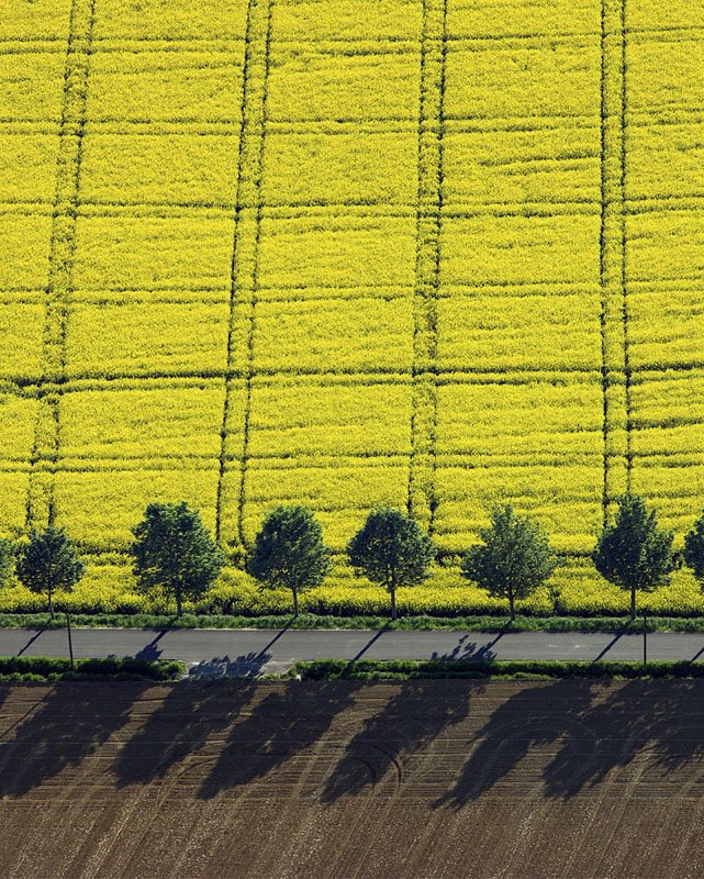 Row of trees at a Canola field
