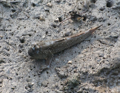 Yellow-spotted mudskipper (Periophthalmus walailakae)