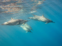 http://www.tropicallight.com/water/dolphins/04jan14dolphins/04jan14dolphins.html