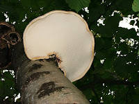 Piptoporus betulinus