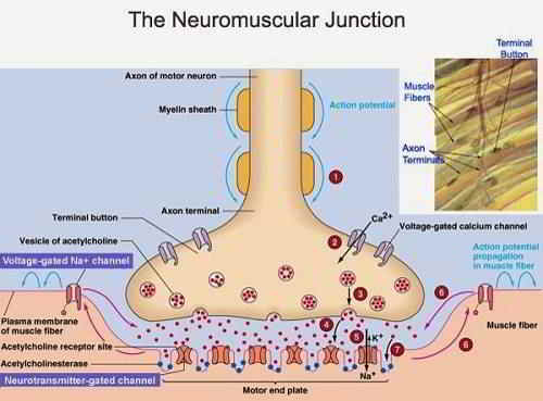 Neuromuscular Junction