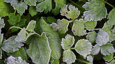 Closeup photo of some green leaves frosted by an autumn morning