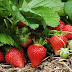 Cara Mudah Menanam Strawberry Dari Biji