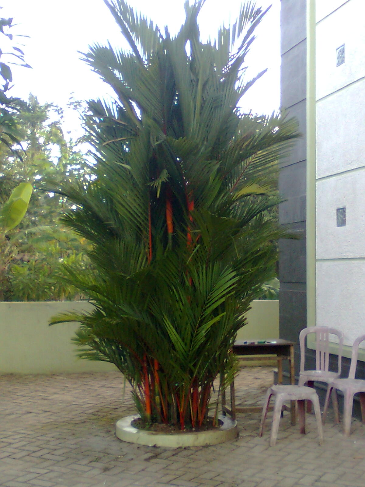 jual tanaman air, jual palem merah, jual tanaman lotus, jual tanaman ...