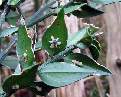 Butcher's Broom in flower at the edge of West Wickham Common