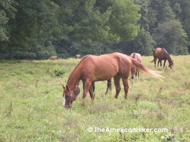 Horses graze in part of the Woodlawn Trust Wildlife Refuge located on the Pennsylvania / Delaware border