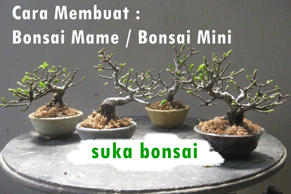  Cara  Membuat  Bonsai  Mame Bonsai  Mini  Suka Bonsai 